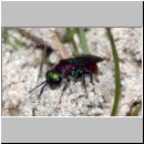 Hedychrum nobile - Sand-Goldwespe 10a 7mm Teverener Heide.jpg